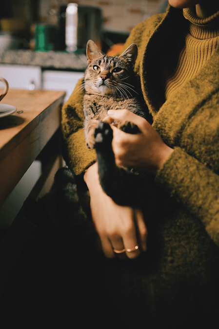 Un chat installé sur les genoux de sa gardienne