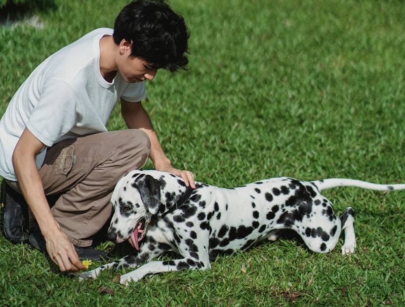 Un bénévole caresse un dalmatien dans l’herbe